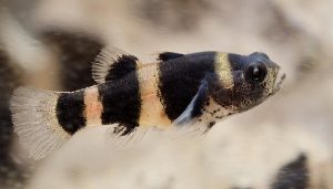 Bumblebee Goby