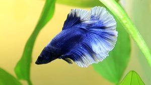 Butterfly Betta Fish