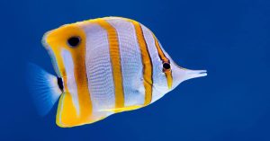 Butterflyfish