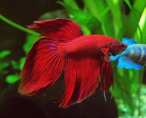 Cambodian Betta Fish