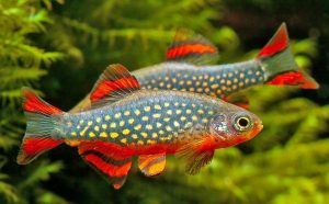 Celestial Pearl Danios