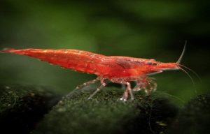 Cherry Shrimp