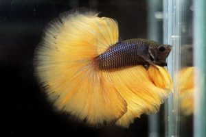 Chocolate Betta Fish
