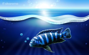 How to Set-Up a Cichlid Tank?