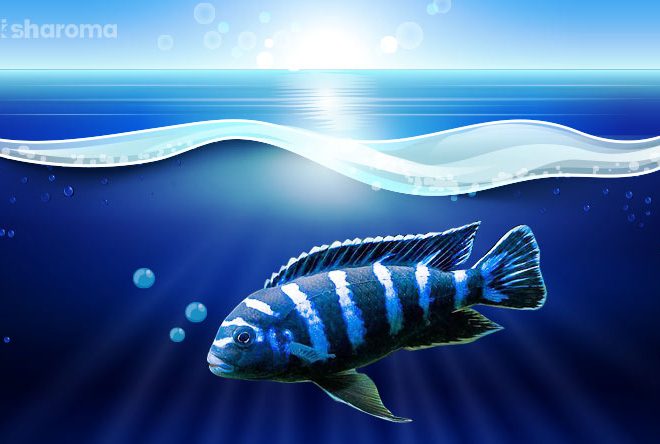 How to Set-Up a Cichlid Tank?