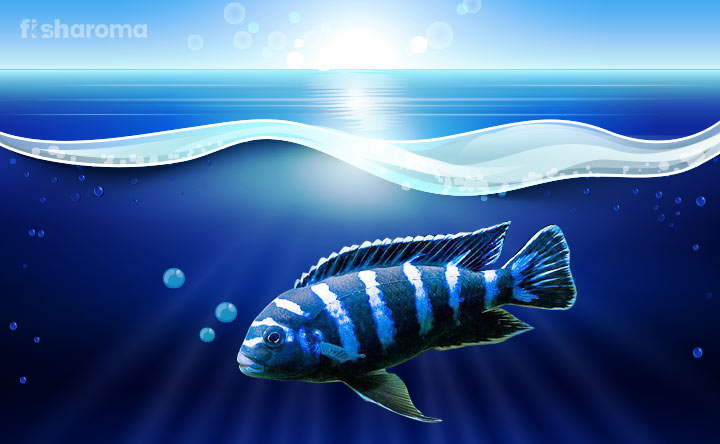 Cichlid Tank Set-Up Guide