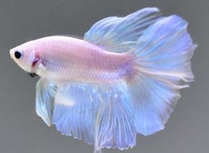 Clear Betta Fish