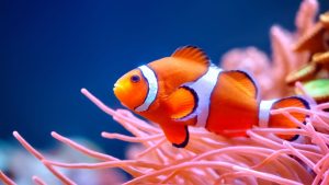 Clownfish
