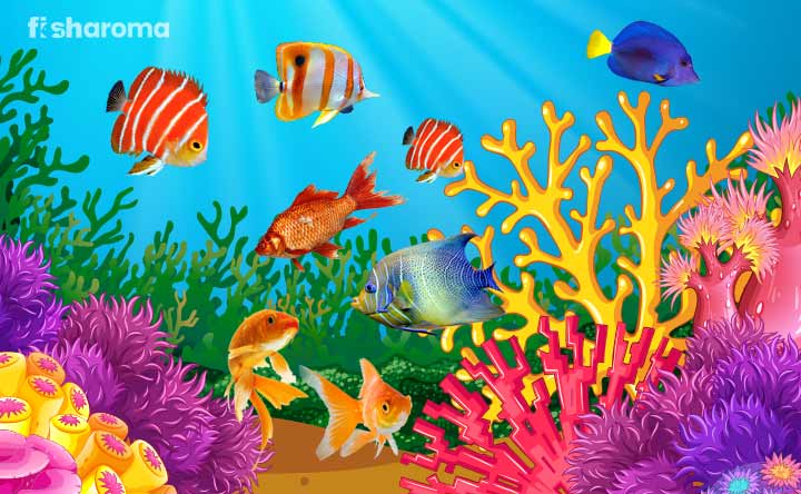 30+ Colorfish Fish Breeds for Your Fish Tank