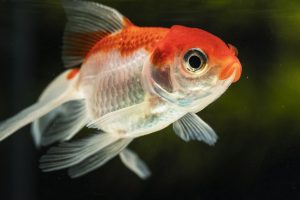 Comet Goldfish