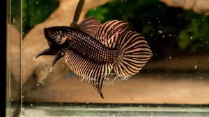 Copper Betta Fish