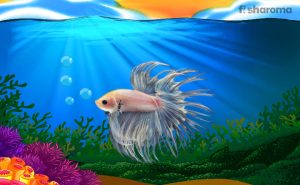 Crowntail Betta – The Complete Care Guide for This Popular Freshwater Fish