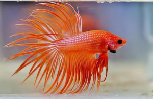 Crowntail betta fish