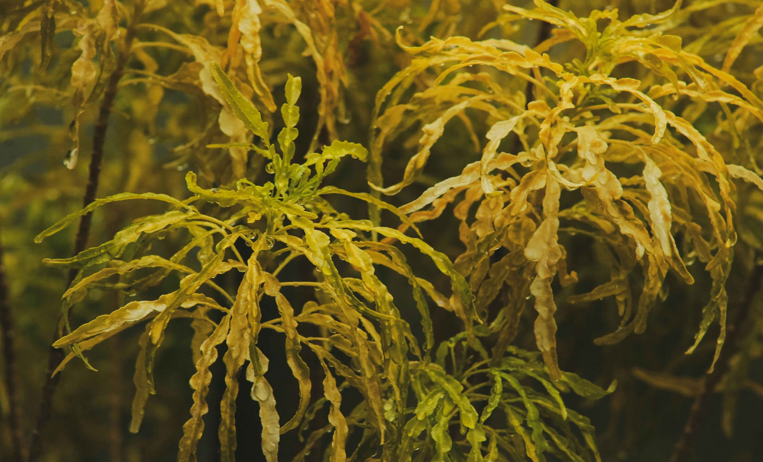 Cryptocoryne wendtii