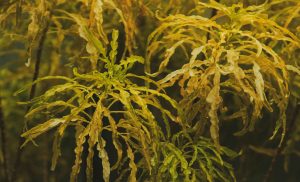 Cryptocoryne
