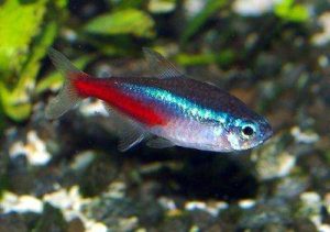 Diamond Neon Tetra Fish
