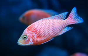 Strawberry Peacock (Aulonocara) African Malawi Cichlid in aquari