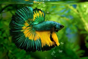 Dragon Betta Fish