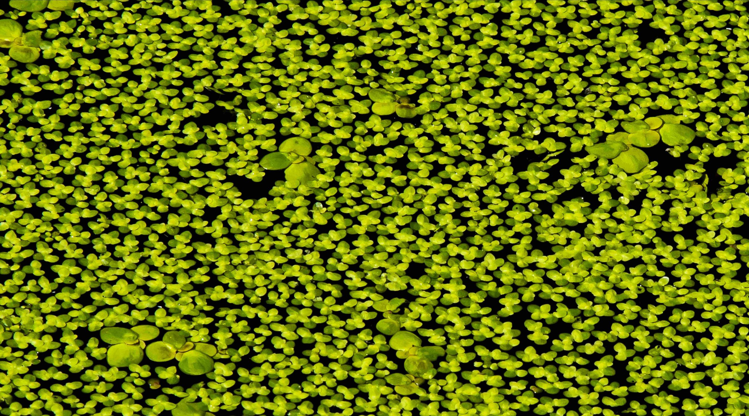 Duckweed