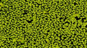 Duckweed
