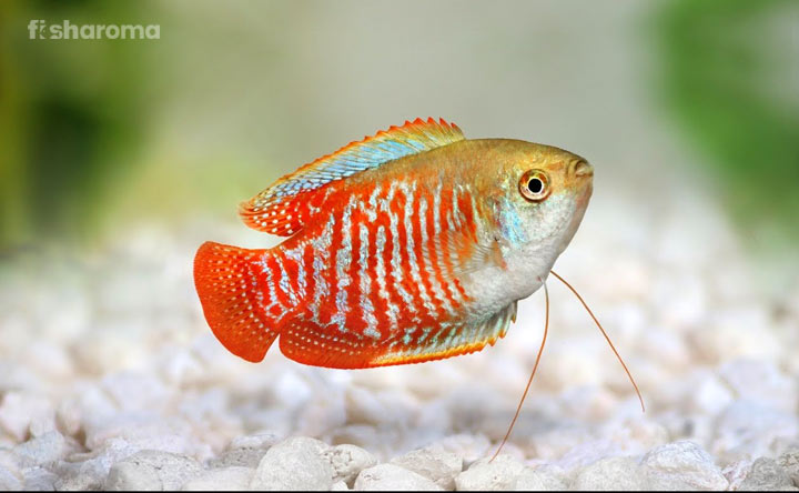 Dwarf Gourami In A Tank