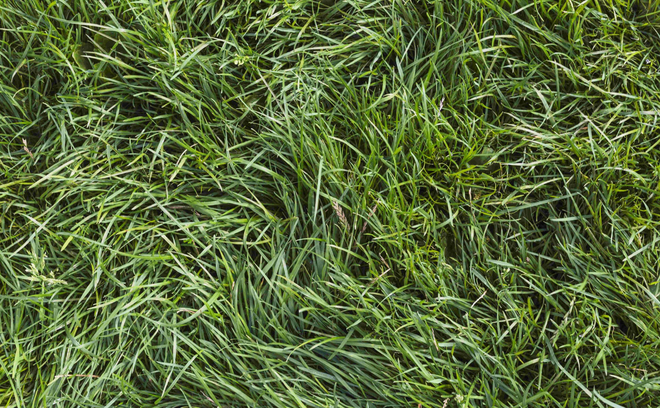 Dwarf Hairgrass