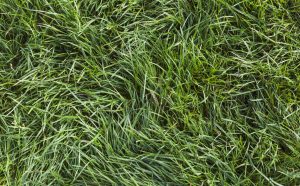 Dwarf Hairgrass