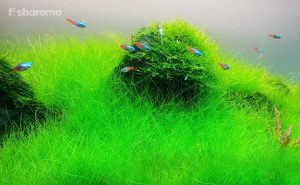 Dwarf Hairgrass: The Complete Care Guide