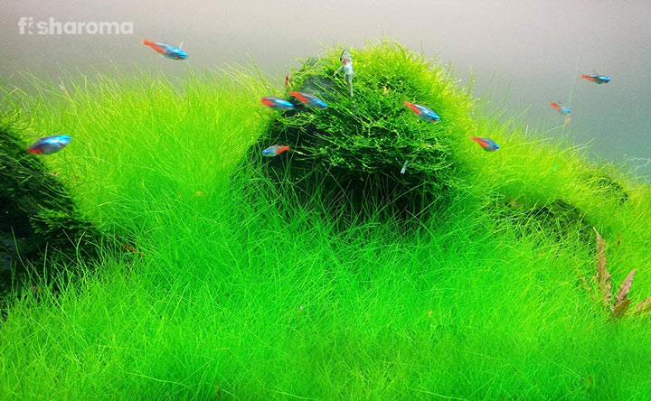 Dwarf Hairgrass Inside A Tank