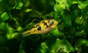Dwarf Puffer