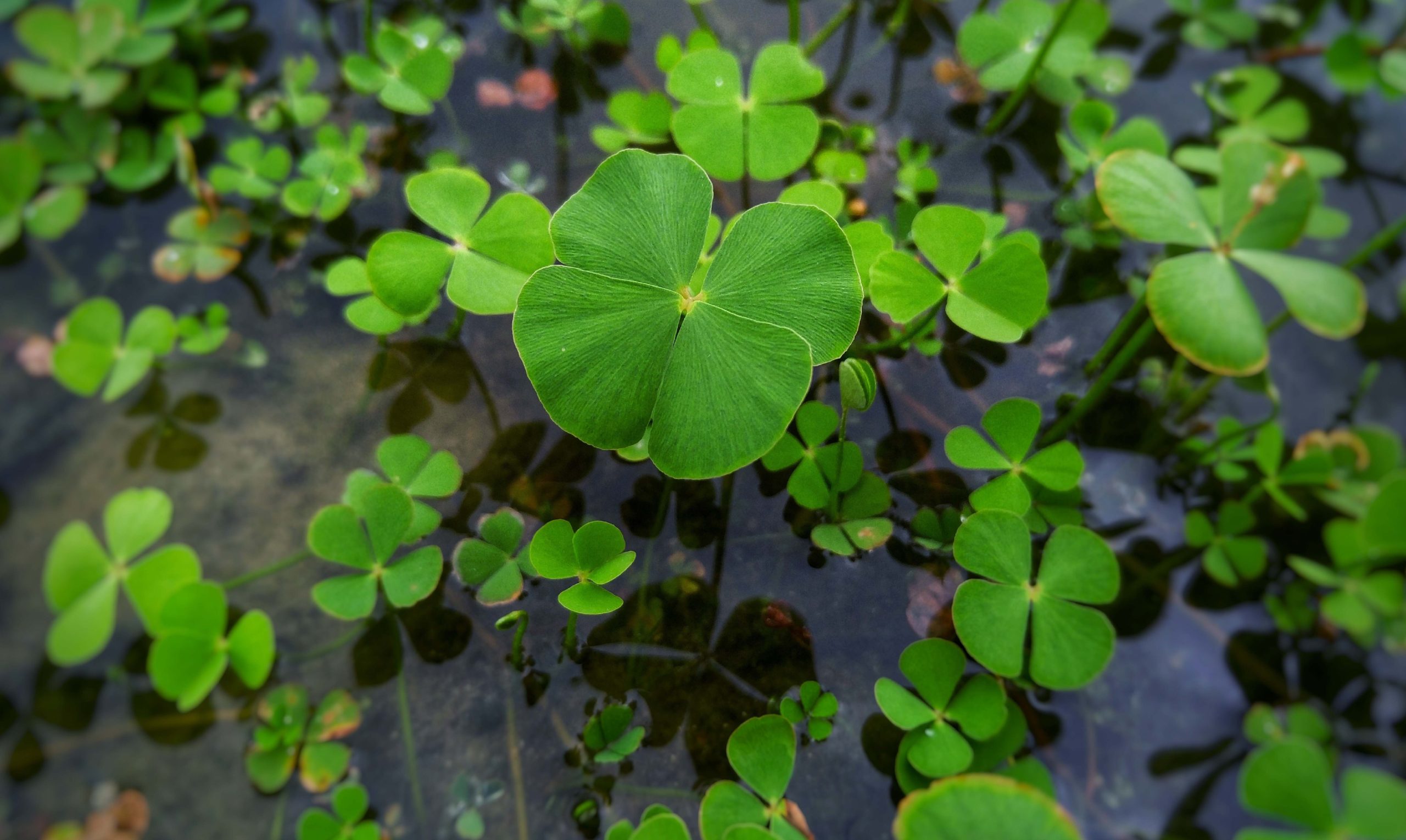 Dwarf Water Clove