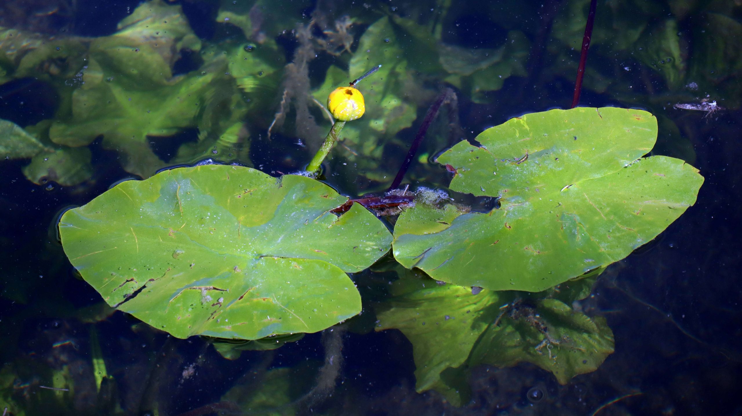 Dwarf Aquarium Lily