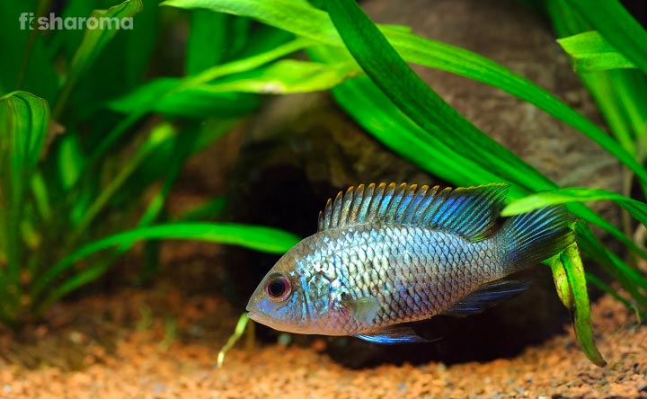 Electric Blue Acara In Its Aquarium