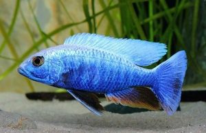 Electric Blue Hap Cichlid