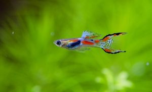 Endler’s Guppy