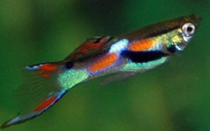 Endler’s Livebearer
