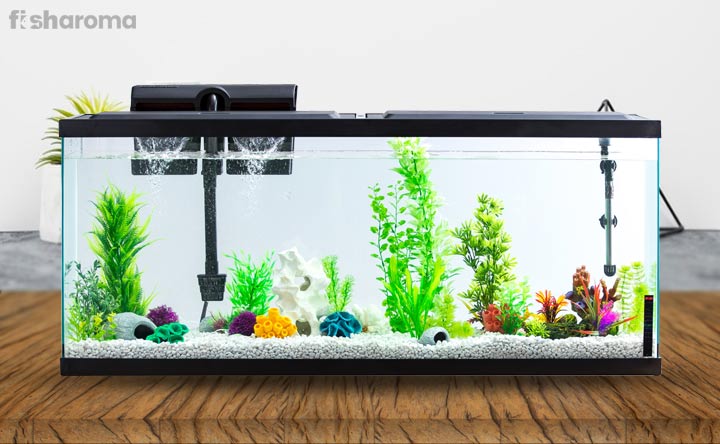 How to Set Up a Fish Tank – The Complete Guide