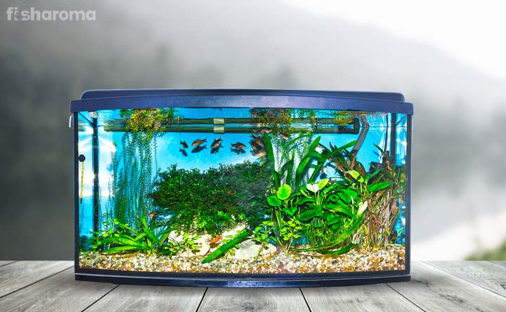 15 Best Aquarium Plants for Beginners (Ultimate Guide)