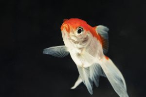 Fantail Goldfish