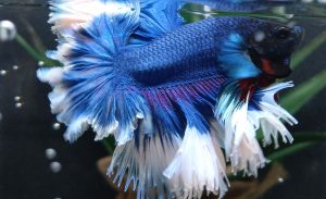Feathertail Betta Fish