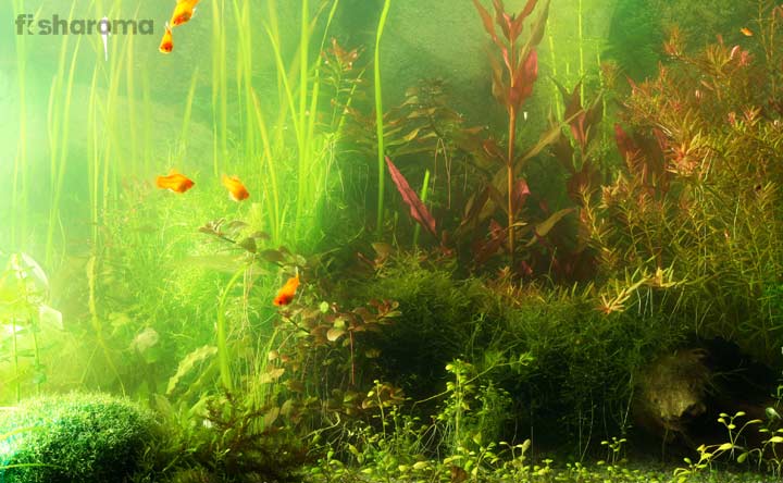 Aquarium Algae