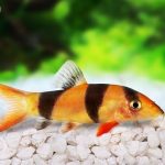 Clown Loach – The Complete Care Guide for This Mischievous Pet