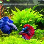 21 Most Popular Freshwater Fish That You Need to Bring Home Today