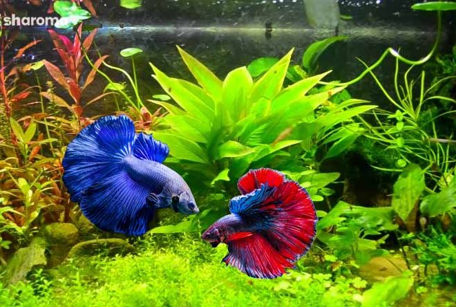 21 Most Popular Freshwater Fish That You Need to Bring Home Today