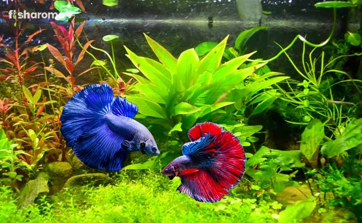 Popular Freshwater Fish Guide