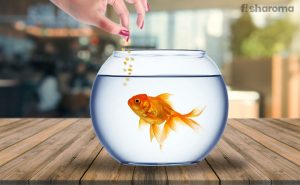 What Do Goldfish Eat? Correct Diet Plan for the Golden Species