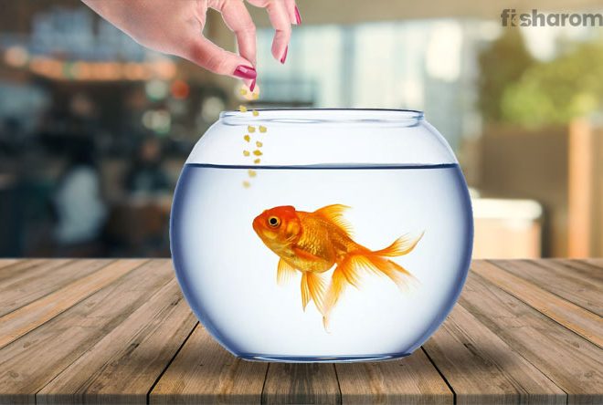 What Do Goldfish Eat? Correct Diet Plan for the Golden Species