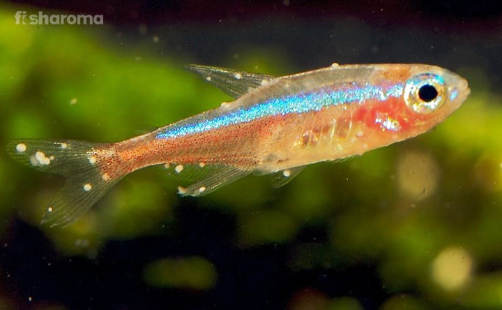 Aquarium Fish Diseases