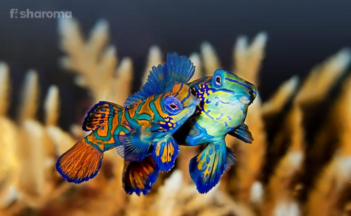 Complete Guide for Breeding a Fish