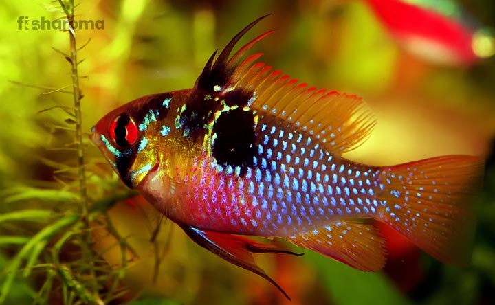 German Blue Ram In Its Aquarium